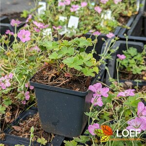 Geranium riversleaianum 'Mavis Simpson' P9