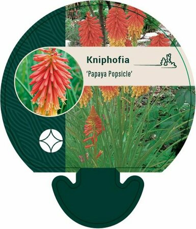 Kniphofia 'Papaya Popsicle' C2 - afbeelding 2