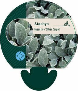 Stachys byzantina 'Silver Carpet' P9 - afbeelding 3