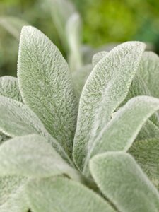 Stachys byzantina 'Silver Carpet' P9 - afbeelding 1