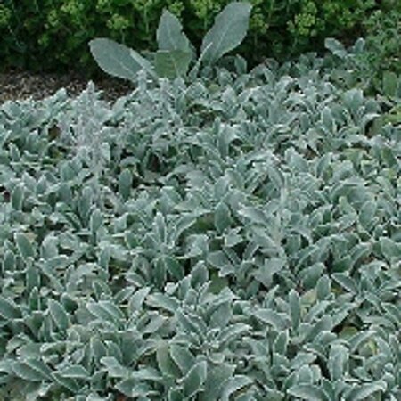Stachys byzantina 'Silver Carpet' P9 - afbeelding 2