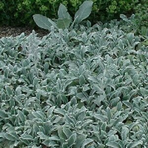 Stachys byzantina 'Silver Carpet' P9 - afbeelding 2