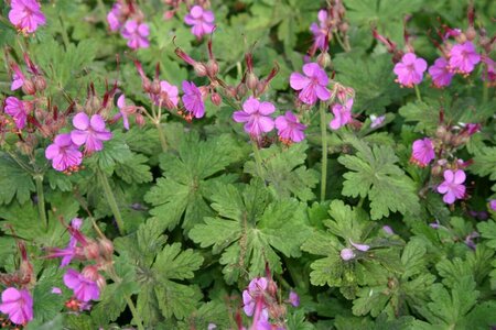 Geranium macrorrhizum 'Bevan's Variety' P9 - afbeelding 2