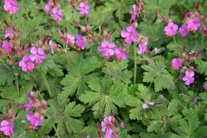 Geranium macrorrhizum 'Bevan's Variety' P9 - afbeelding 2
