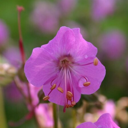 Geranium macrorrhizum 'Bevan's Variety' P9 - afbeelding 3