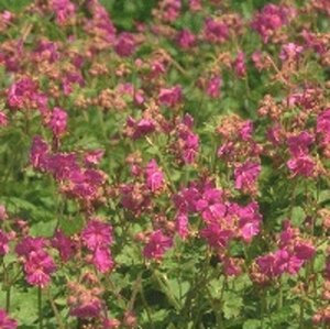 Geranium macrorrhizum 'Bevan's Variety' P9 - afbeelding 4