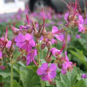 Geranium macrorrhizum 'Bevan's Variety' P9 - afbeelding 5
