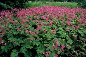 Geranium macrorrhizum 'Bevan's Variety' P9 - afbeelding 6