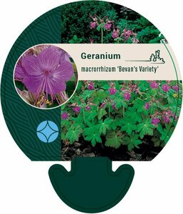 Geranium macrorrhizum 'Bevan's Variety' P9 - afbeelding 1