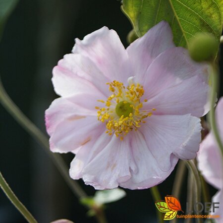 Anemone hybrida 'Serenade' P9 - afbeelding 1
