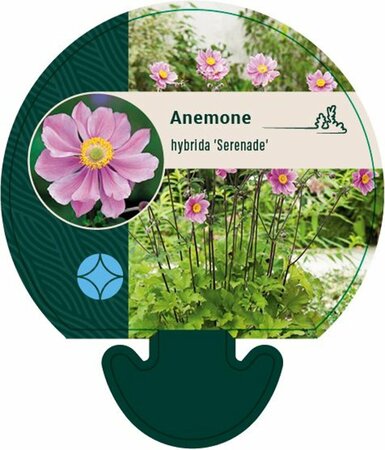 Anemone hybrida 'Serenade' P9 - afbeelding 3