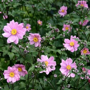 Anemone hybrida 'Serenade' P9 - afbeelding 5