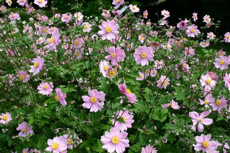 Anemone hybrida 'Serenade' P9 - afbeelding 6