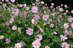 Anemone hybrida 'Serenade' P9 - afbeelding 6