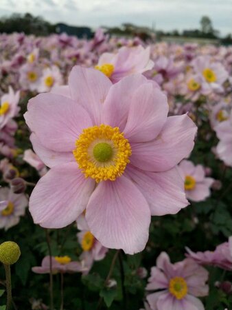 Anemone hybrida 'Serenade' P9 - afbeelding 2