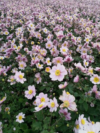 Anemone hybrida 'Serenade' P9 - afbeelding 4