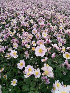 Anemone hybrida 'Serenade' P9 - afbeelding 4