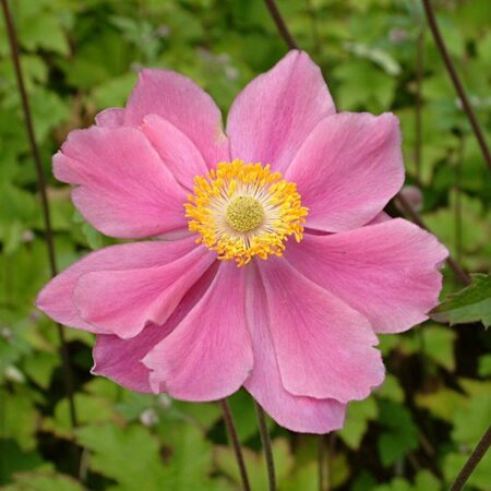 Anemone hybrida 'Serenade' P9 - afbeelding 7