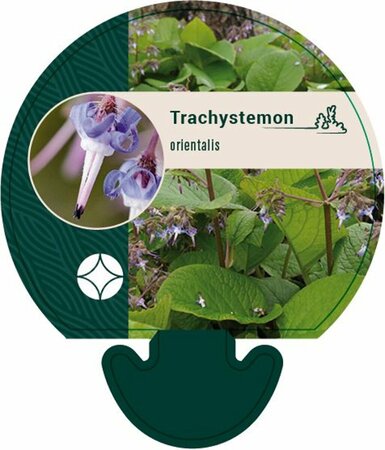 Trachystemon orientalis P9 - afbeelding 3