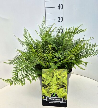 Polystichum setiferum 'Herrenhausen' P9 - afbeelding 8