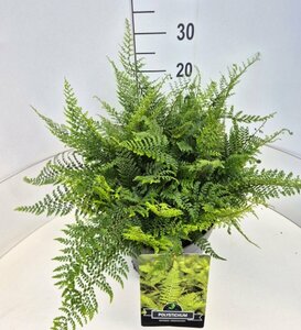 Polystichum setiferum 'Herrenhausen' P9 - afbeelding 9