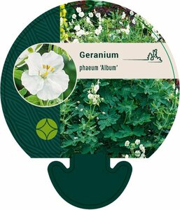Geranium phaeum 'Album' P9 - afbeelding 6