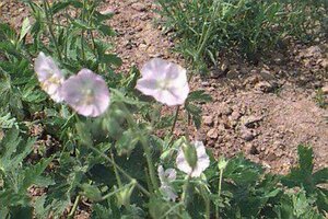 Geranium phaeum 'Album' P9