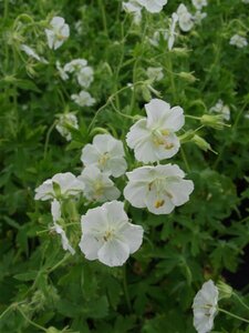 Geranium phaeum 'Album' P9 - afbeelding 2