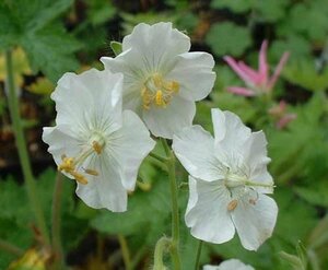 Geranium phaeum 'Album' P9 - afbeelding 3