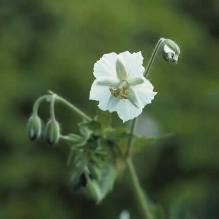 Geranium phaeum 'Album' P9 - afbeelding 5