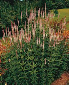 Veronicastrum virginicum 'Pink Glow' P9 - afbeelding 3