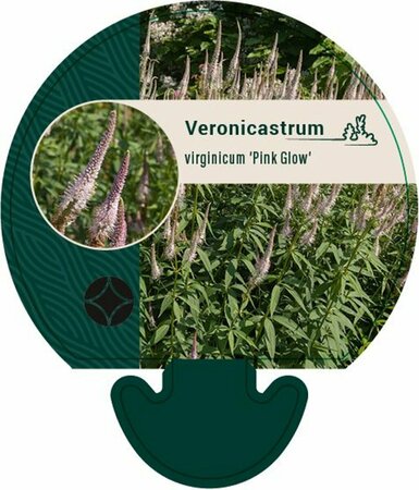 Veronicastrum virginicum 'Pink Glow' P9 - afbeelding 2