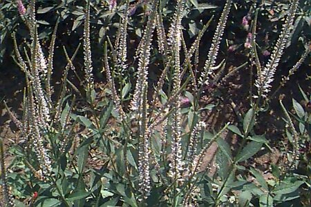 Veronicastrum virginicum 'Pink Glow' P9 - afbeelding 1