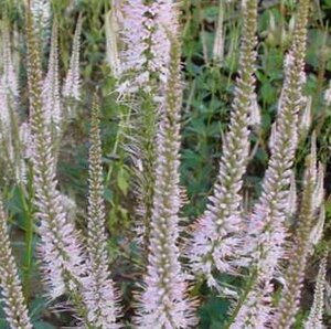 Veronicastrum virginicum 'Pink Glow' P9 - afbeelding 4