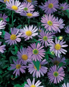 Kalimeris incisa 'Blue Star' P9 - afbeelding 2