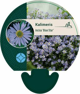 Kalimeris incisa 'Blue Star' P9 - afbeelding 7