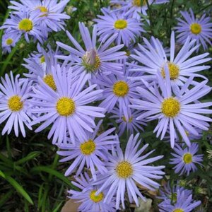 Kalimeris incisa 'Blue Star' P9 - afbeelding 3