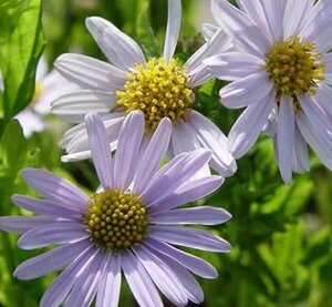 Kalimeris incisa 'Blue Star' P9 - afbeelding 4