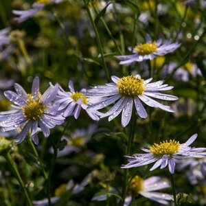 Kalimeris incisa 'Blue Star' P9 - afbeelding 5