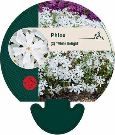 Phlox (S) 'White Delight' P9 - afbeelding 1