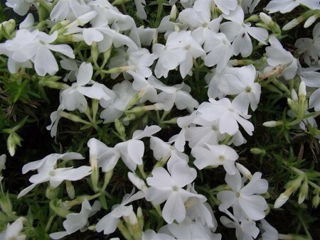 Phlox (S) 'White Delight' P9 - afbeelding 2