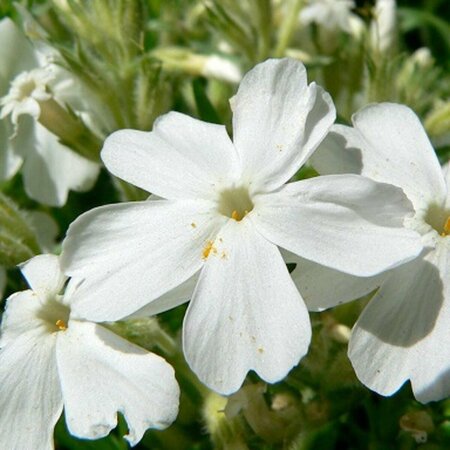 Phlox (S) 'White Delight' P9 - afbeelding 3