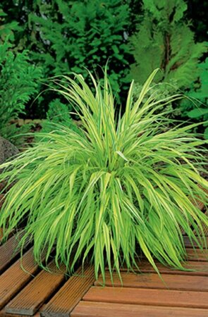 Hakonechloa macra 'Aureola' P9 - afbeelding 4