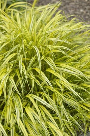 Hakonechloa macra 'Aureola' P9 - afbeelding 5