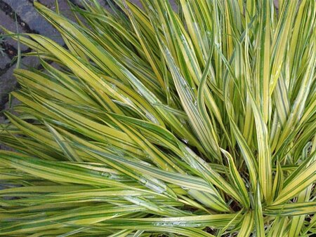 Hakonechloa macra 'Aureola' P9 - afbeelding 1