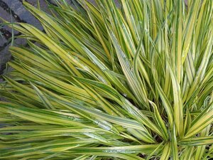 Hakonechloa macra 'Aureola' P9