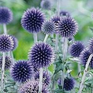 Echinops ritro 'Veitch's Blue' P9 - afbeelding 4