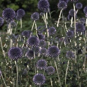 Echinops ritro 'Veitch's Blue' P9 - afbeelding 5