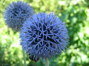 Echinops ritro 'Veitch's Blue' P9 - afbeelding 6