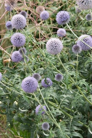Echinops ritro 'Veitch's Blue' P9 - afbeelding 2